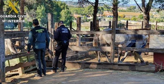 Investigan al propietario de una finca en Valencia tras hallar 19 caballos en "extrema delgadez" y otros 6 muertos