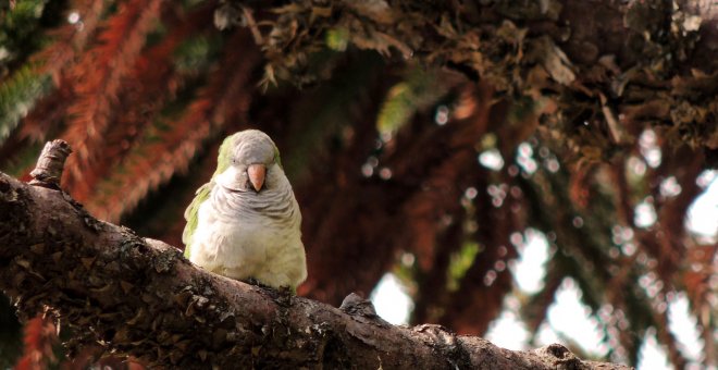 El Ayuntamiento de Madrid sacrificará a 11.000 cotorras de una especie invasora