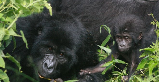 Distanciamiento social: los animales también se protegen de las enfermedades