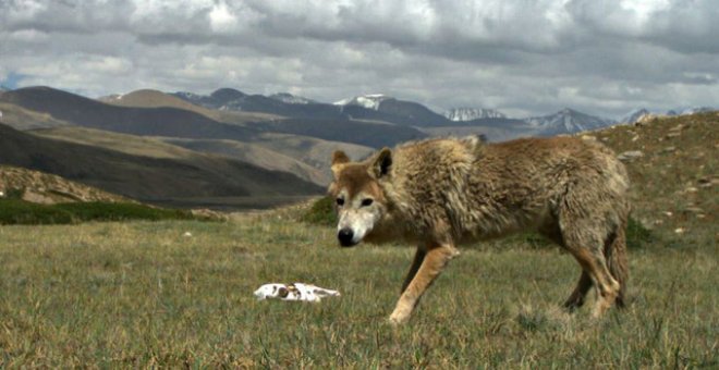 La dura vida del lobo del Himalaya lo ha hecho único