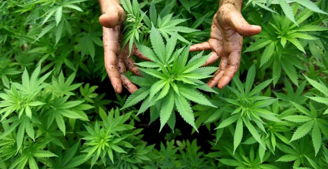 El Supremo mexicano tumba la prohibición del consumo lúdico de la marihuana