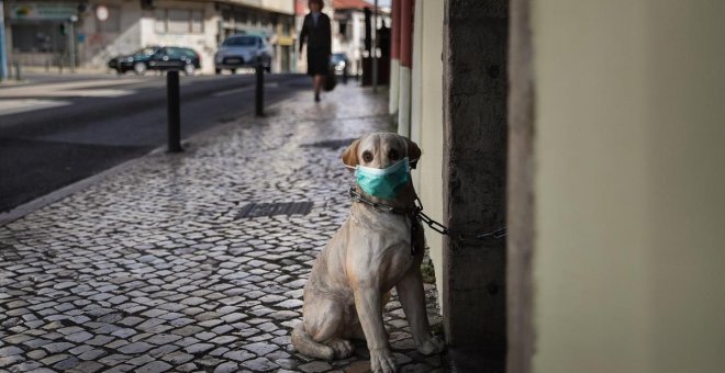 Las mascotas no propagan el coronavirus y la mascarilla solo les estresa