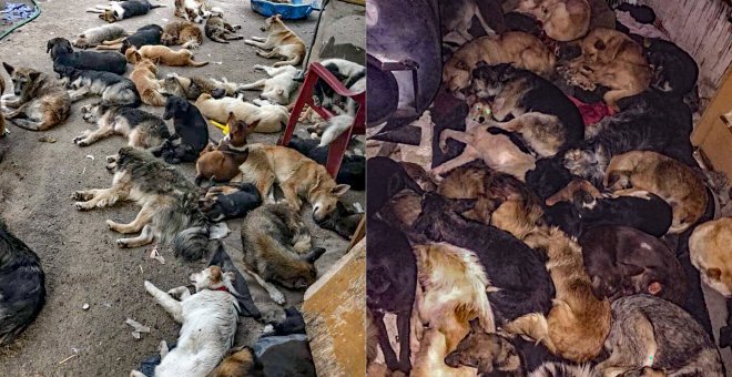 La pandemia desencadena apaleamientos brutales, envenenamientos y una hambruna entre los perros: "La situación es crítica"