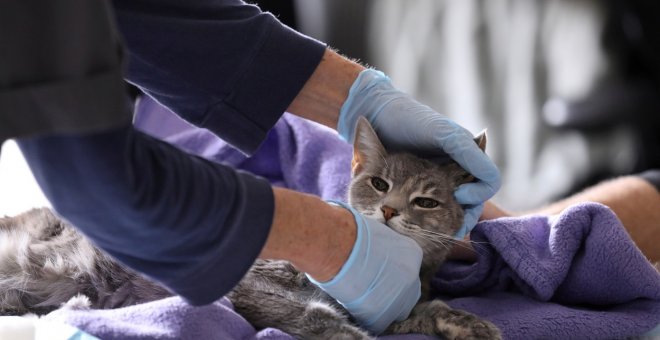 Los gatos pueden contagiarse de coronavirus, según un estudio