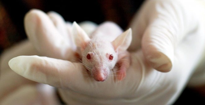 Expertos de EEUU consiguen recuperar parcialmente la visión en roedores