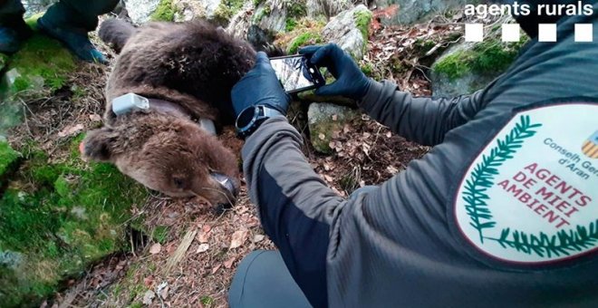 ¿Quién mató al oso Cachou?