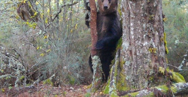 El oso pardo vuelve poco a poco a Galicia