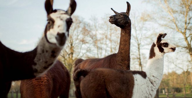 Anticuerpos de llamas para neutralizar el coronavirus