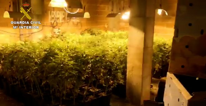 Dos detenidos en Almería por cultivar más de 300 plantas de marihuana