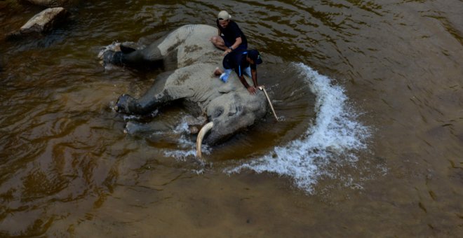 Cómo cuidar a un elefante en peligro de extinción