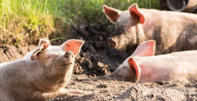 Científicos chinos alertan de una nueva gripe porcina que podría transmitirse a humanos