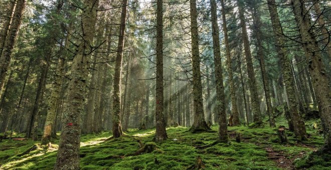 Los satélites detectan un brusco aumento de la explotación forestal en Europa