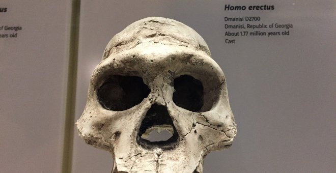 Una reconstrucción 3D desvela que el Homo erectus no era esbelto ni ligero
