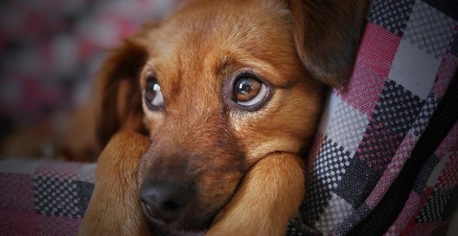 PACMA denuncia el maltrato a un perro al que echan tabasco en los ojos