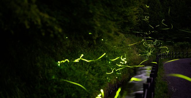 El brillante vuelo de las luciérnagas en Japón