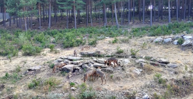 Sanabria, el epicentro del lobo ibérico que ha logrado convertir la amenaza en una oportunidad