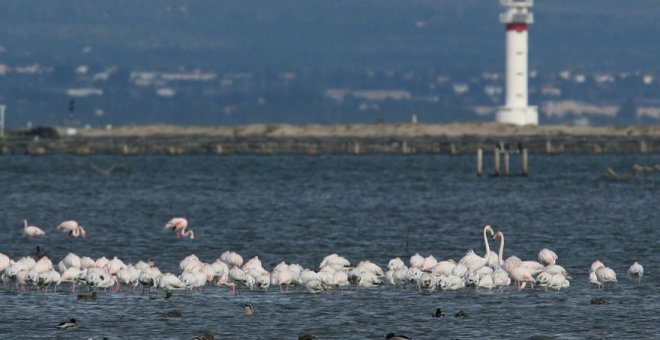 El flamenco del delta del Ebro vuelve a reproducirse a un ritmo histórico