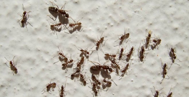 La hormiga argentina es una nueva y potente amenaza para los anfibios de Doñana
