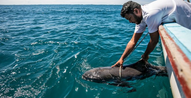 Una madre delfín lucha por salvar la vida de su cría en la contaminada laguna de Mauricio