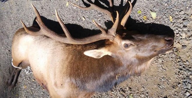 Un ciervo herido mata al cazador que le disparó una flecha el día anterior