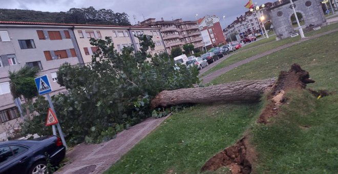 El viento tira un enorme árbol a la entrada de Santoña sin dañar ninguno de los coches a su alrededor
