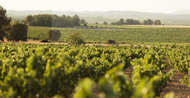 La caiguda del preu del raïm també situa al límit la vinya valenciana en zones icòniques com la plana d'Utiel