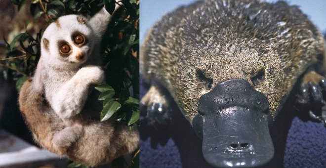 Estos mamíferos peludos y aparentemente adorables están cargados de veneno