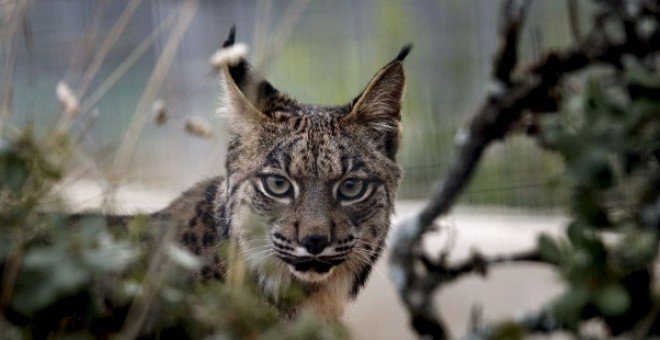 Castilla-La Mancha libera una pareja de linces en los Montes de Toledo