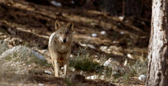 Milagros Marcos, la diputada del PP que propone recuperar la caza del lobo para protegerlo