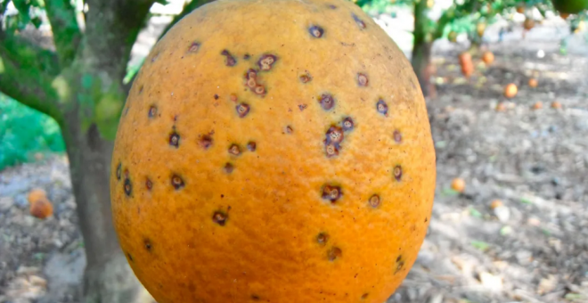La taca negra: el fong que podria canviar el subministrament de taronja com el coneixem i que aterra els llauradors