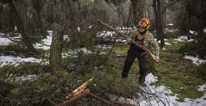 Salvar la Casa de Campo tras Filomena: crónica de una catástrofe ambiental