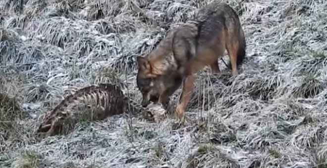 España se encamina a prohibir la caza del lobo ibérico