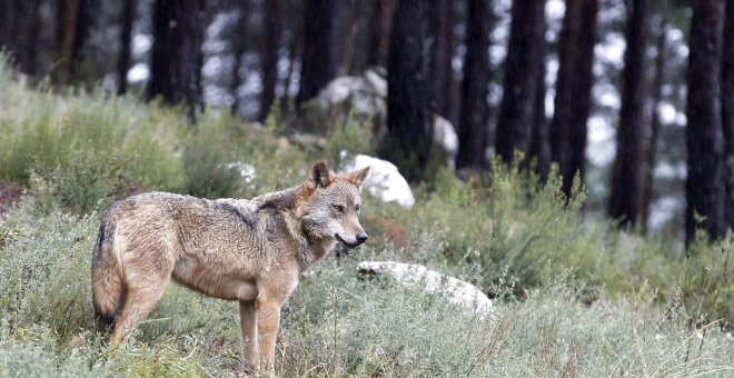 El Gobierno prohibirá la caza del lobo antes del 25 de septiembre