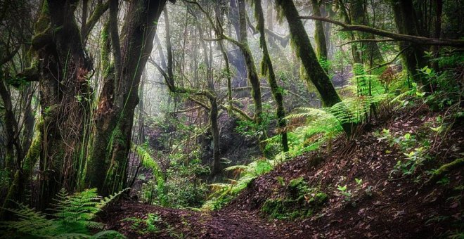 Los bosques europeos son cada vez más vulnerables