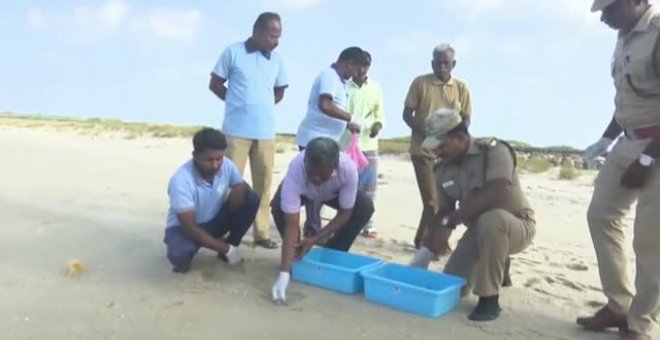 Liberan 131 crías de tortuga en una playa de la localidad india de Dhanushkodi