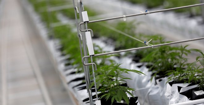 Investigadores españoles rebaten al Gobierno y aseguran que ya hay evidencia científica para regular el cannabis
