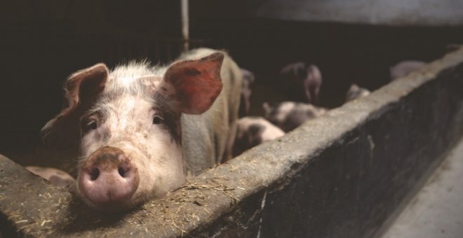 L'Estat espanyol ja mata més d'un milió de porcs cada setmana