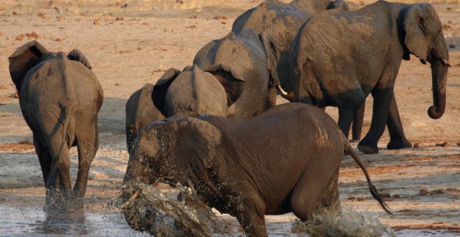 Botsuana vuelve a abrir la temporada de caza de elefantes después de un año