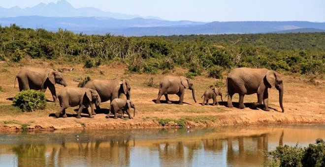 Un presunto cazador ilegal muere aplastado por una estampida de elefantes en Sudáfrica