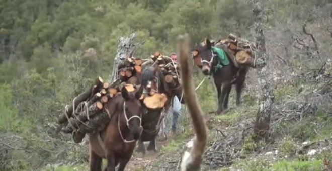 Un leñador recurre a las mulas para transportar leña en el centro de Italia