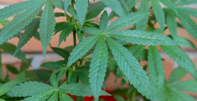 El Congreso decidirá si aprueba el cannabis medicinal a través de una subcomisión que evaluará sus beneficios