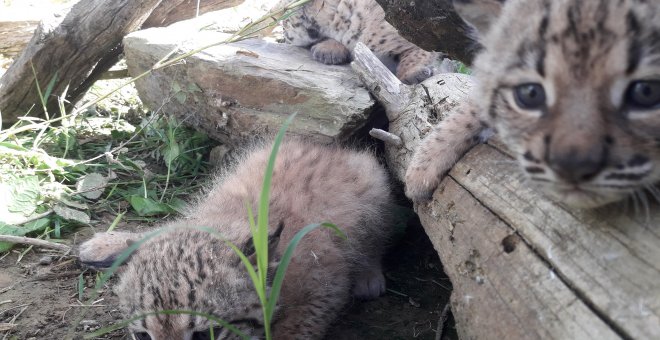 Muere atropellado un cachorro de lince ibérico en una carretera de Doñana