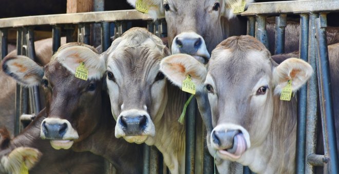 ¿Cuánta carne se consume cada año en España?