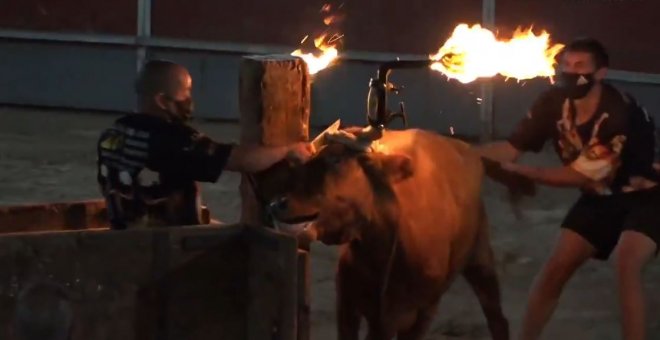 AnimaNaturalis denuncia maltrato animal en las fiestas de Camarles, en Catalunya