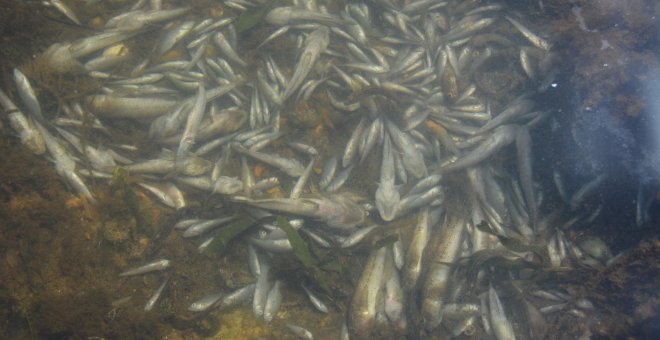 Aparecen miles de peces muertos en el Mar Menor