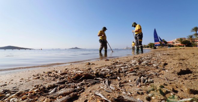 Peces más grandes y nuevas especies llegan muertos a La Manga por sexto día