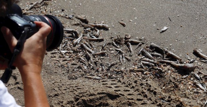 Ribera visita el Mar Menor diez días después de que comenzaran a aparecer peces muertos