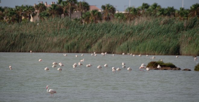 La ciencia avala la necesidad de que el Mar Menor sea el primer hábitat declarado en peligro de desaparición en España