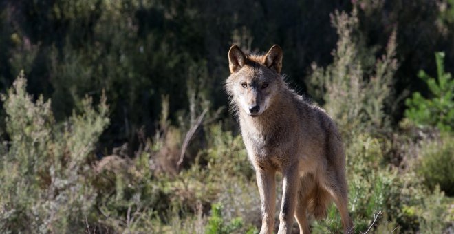 La convivencia entre humanos y lobos es posible si las comunidades rurales reciben un mayor apoyo