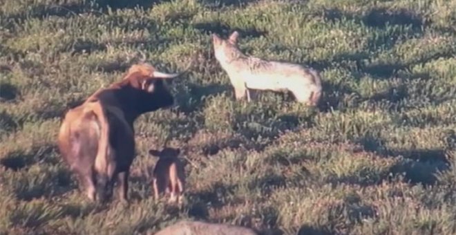 El magnífico vídeo del poderío de la vaca defendiendo a su cría del ataque de los lobos en León